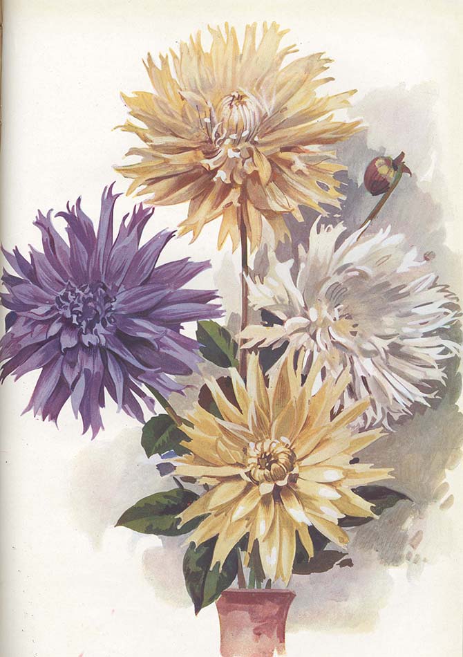 Dahlias hybrides (race Cactus lacinié)